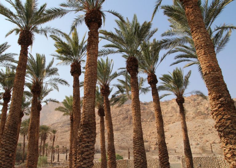 Ein Gedi Nature Reserve