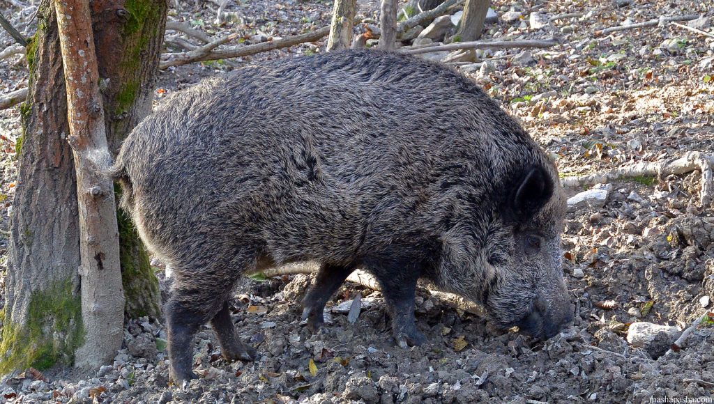 Košice Zoo, Slovakia