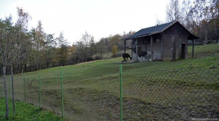 Košice Zoo, Slovakia