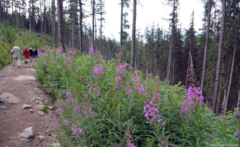 Hiking route from Lake Poprad to Shtrebske pleso