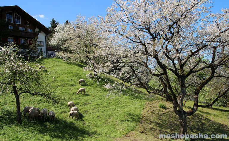 Monte Rigi