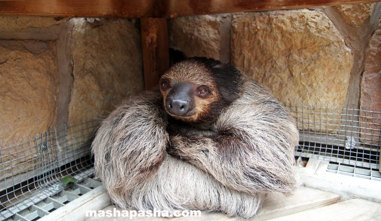 Budapest Zoo, Hungary