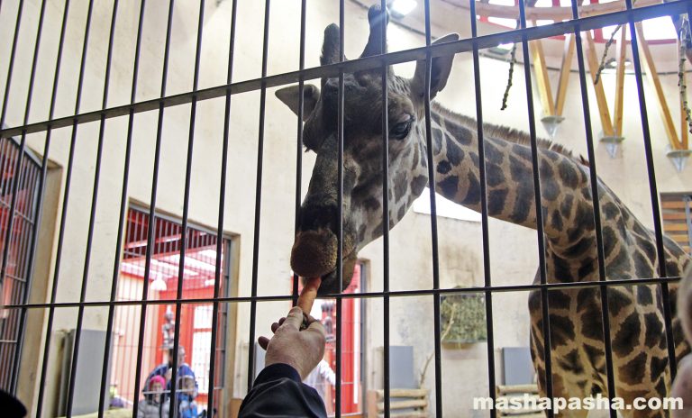 Budapest Zoo, Hungary