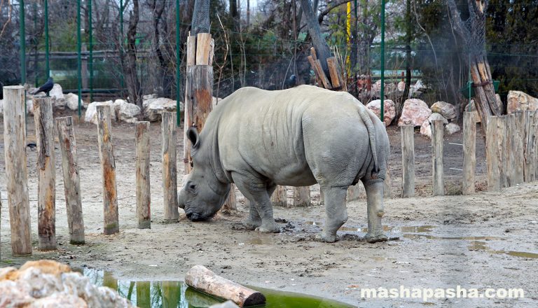 Budapest Zoo, Hungary