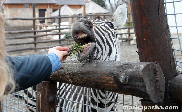 Budapest Zoo, Hungary