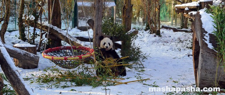 Vienna Schönbrunn Zoo