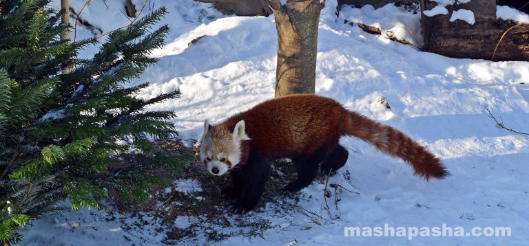 Vienna Schönbrunn Zoo