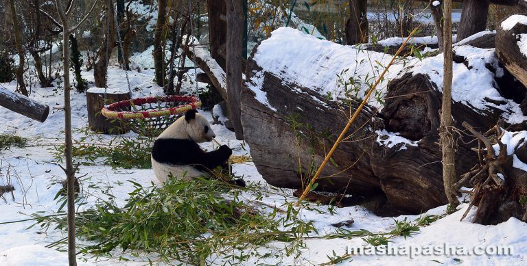 Vienna Schönbrunn Zoo