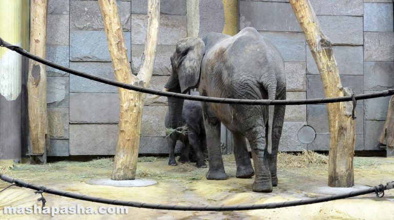 Vienna Schönbrunn Zoo