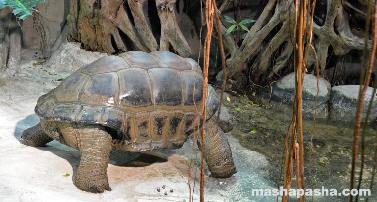 Vienna Schönbrunn Zoo