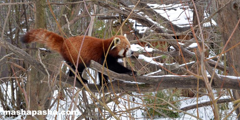 Vienna Schönbrunn Zoo