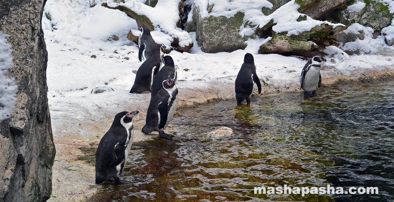 Vienna Schönbrunn Zoo