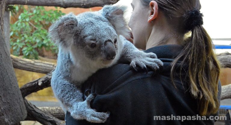 Vienna Schönbrunn Zoo