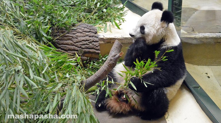 Vienna Schönbrunn Zoo