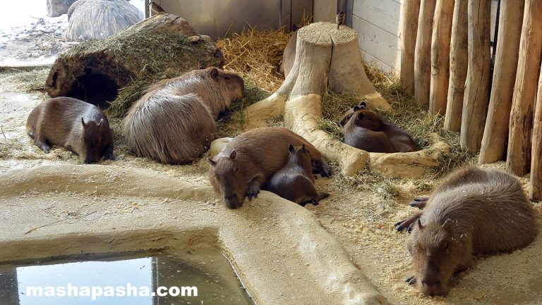 Vienna Schönbrunn Zoo