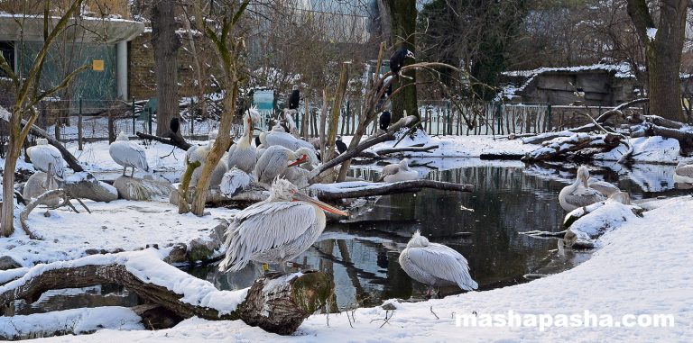 Vienna Schönbrunn Zoo