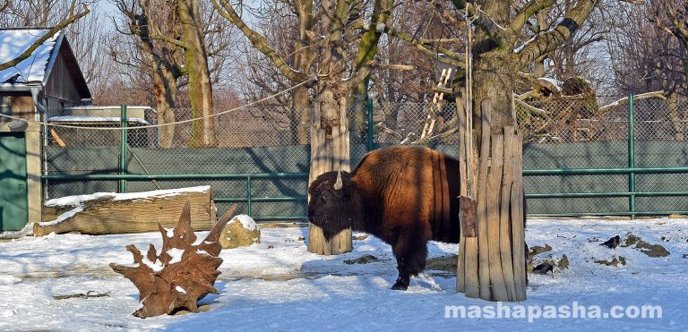 Vienna Schönbrunn Zoo
