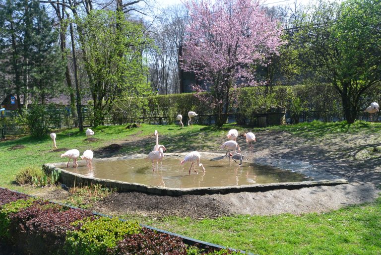 Krakow Zoo, Poland