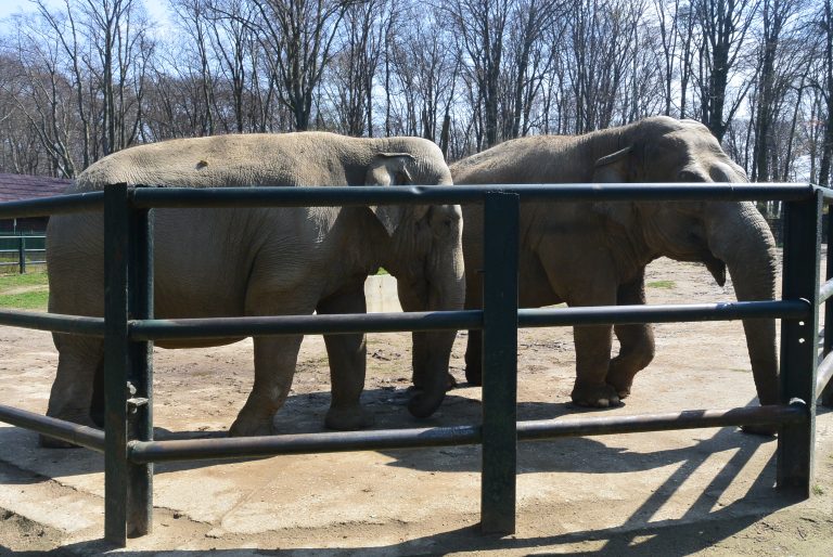 Krakow Zoo, Poland