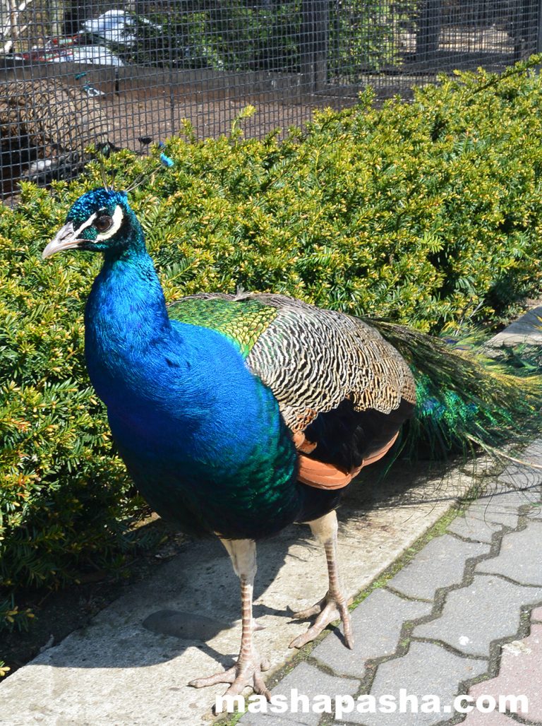 Krakow Zoo, Poland