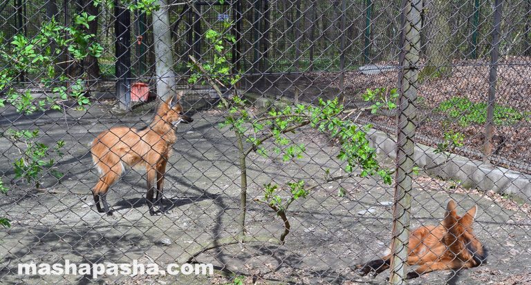 Krakow Zoo, Poland