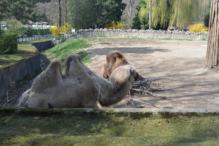 Krakow Zoo, Poland
