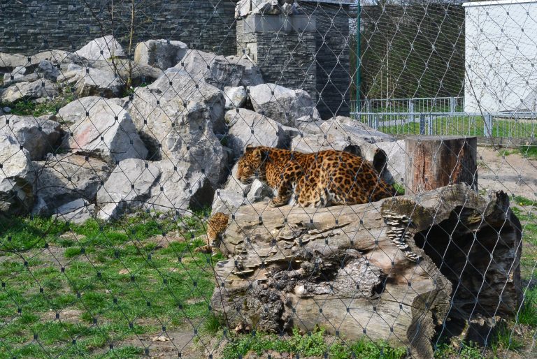 Krakow Zoo, Poland