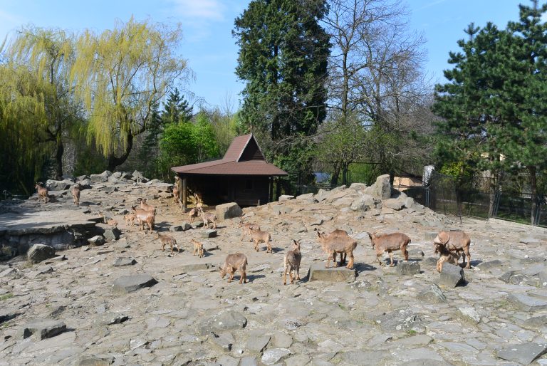Krakow Zoo, Poland