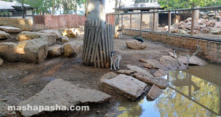 Limassol Zoo, Cyprus