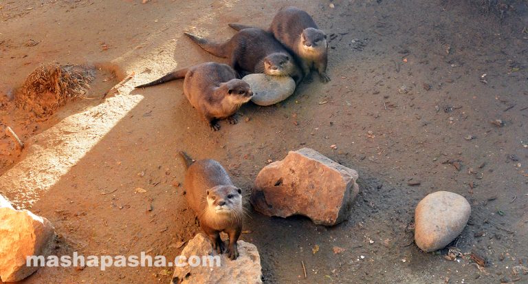 Limassol Zoo, Cyprus