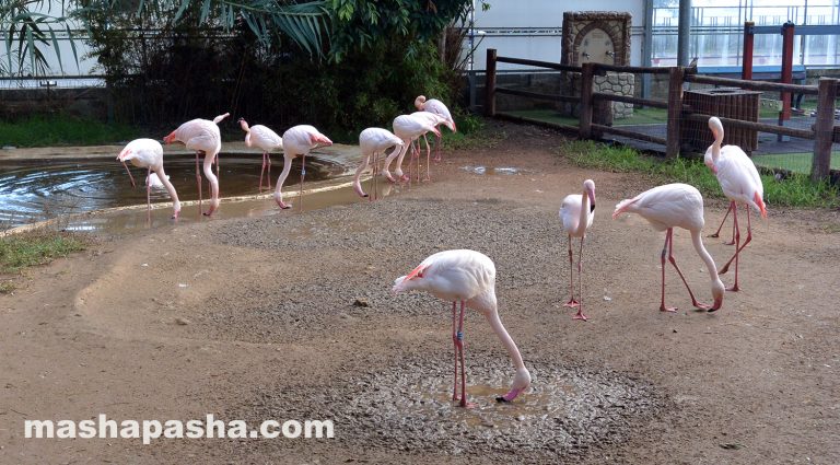 Limassol Zoo, Cyprus