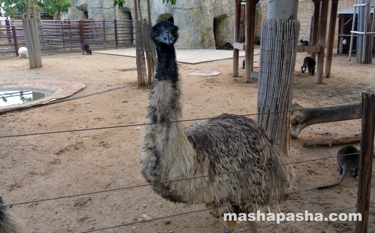 Limassol Zoo, Cyprus