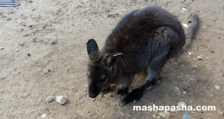 Limassol Zoo, Cyprus