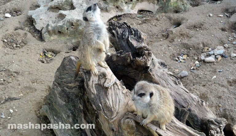 Limassol Zoo, Cyprus