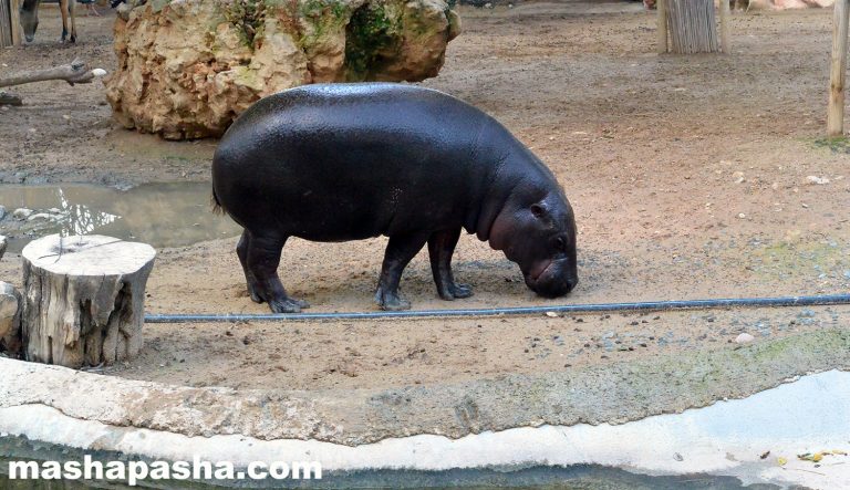 Limassol Zoo, Cyprus