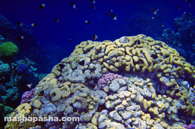 Arrecife de coral y playa de Savoy, Sharm El Sheikh, Egipto