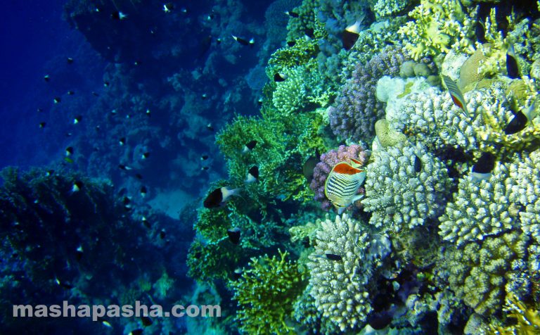 Arrecife de coral y playa de Savoy, Sharm El Sheikh, Egipto