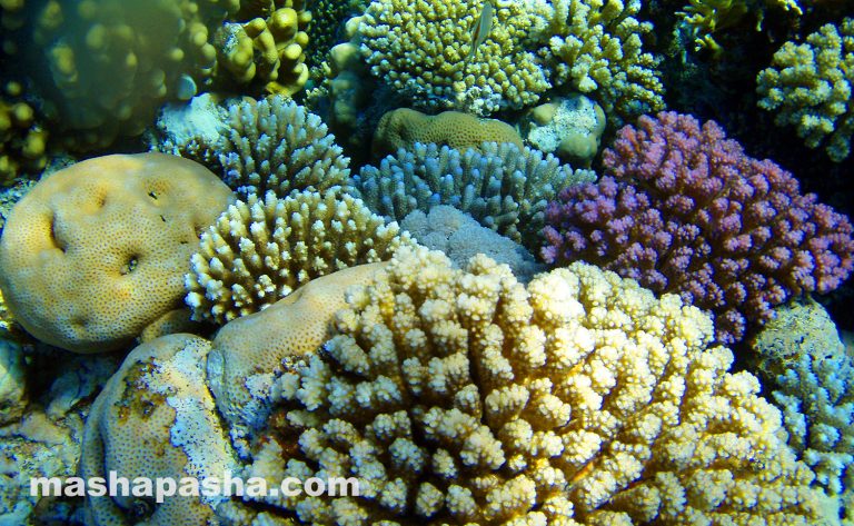 Arrecife de coral y playa en Long Beach Resort, Hurgada, Egipto.