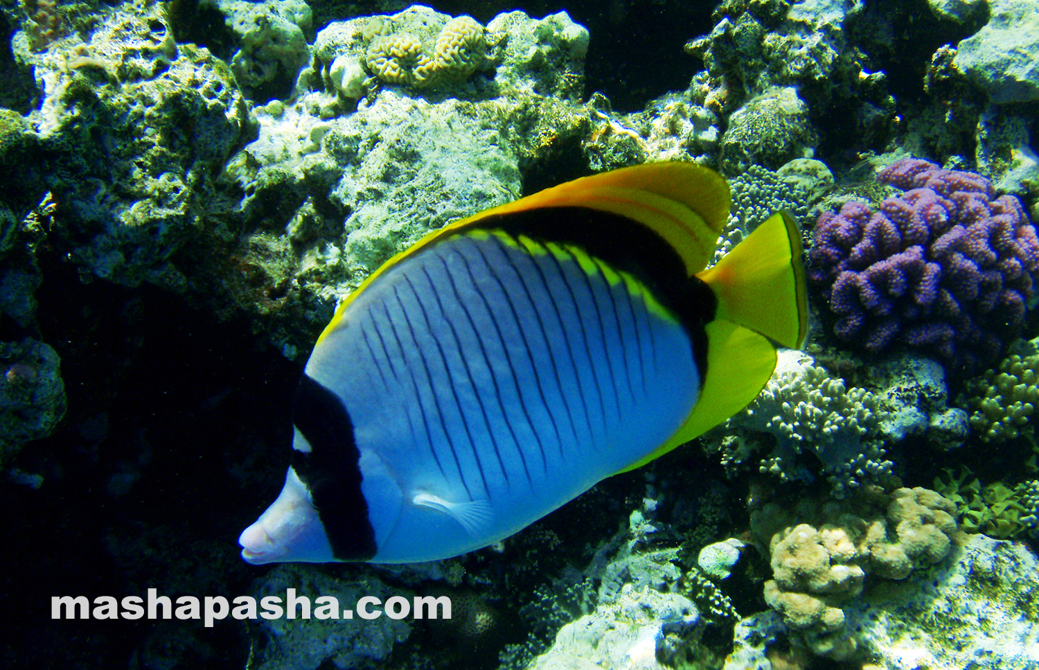 Coral reef & beach at Long Beach Resort, Hurgada, Egypt
