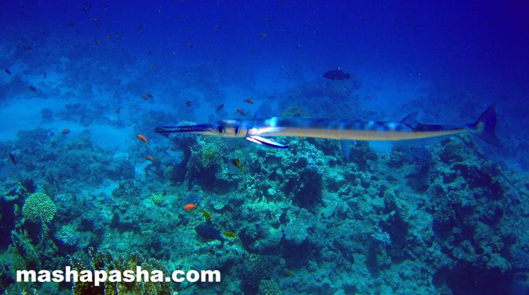 Arrecife de coral y playa de Savoy, Sharm El Sheikh, Egipto