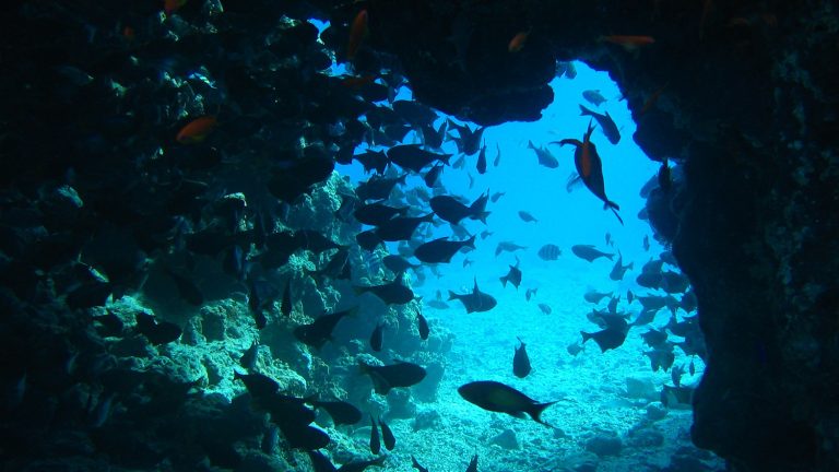 Arrecife de coral y playa de Savoy, Sharm El Sheikh, Egipto