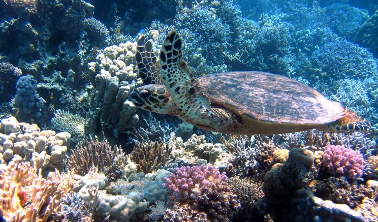 Arrecife de coral y playa de Savoy, Sharm El Sheikh, Egipto