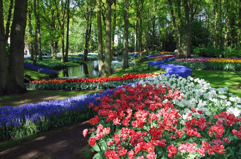 Keukenhof garden, Lisse, Netherlands