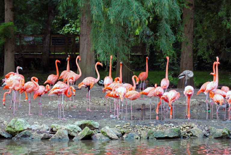 Beauval Zoo, France