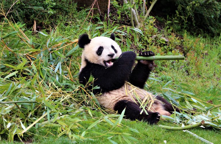 Beauval Zoo, France