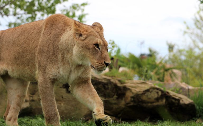 Beauval Zoo, France