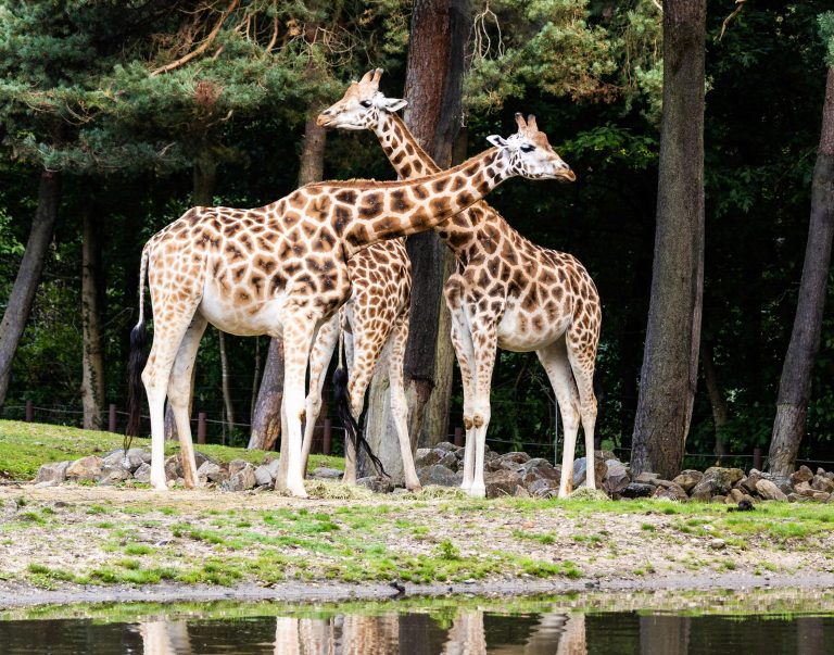 Burger’s Zoo, Arnhem, Netherlands