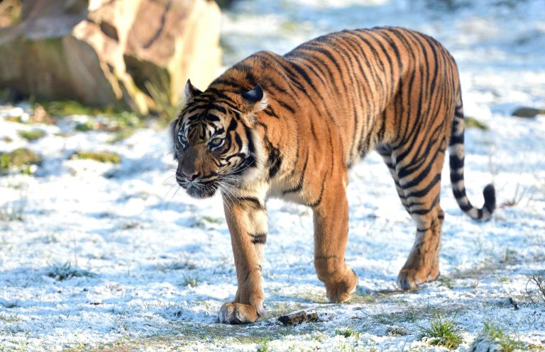 Burger’s Zoo, Arnhem, Netherlands