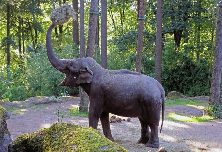 Burger’s Zoo, Arnhem, Netherlands