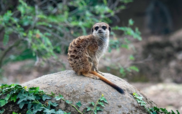 Burger’s Zoo, Arnhem, Netherlands